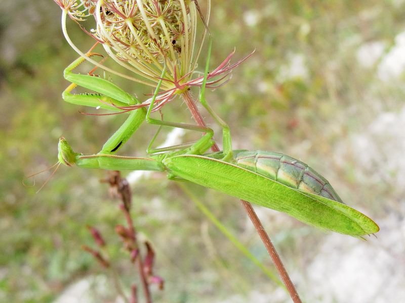 Mantis religiosa (Linnaeus, 1758)